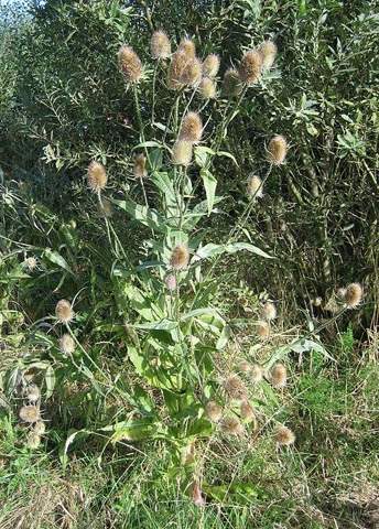 - (Pflanzen, Blumen, Pflanzenbestimmung)