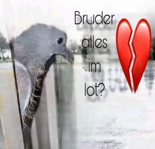 - (Menschen, Verhalten, lachen)