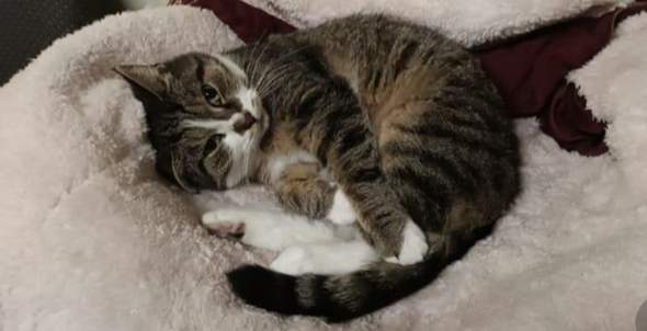 - (Katze, Name)
