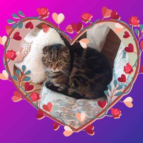 - (Katze, Name)