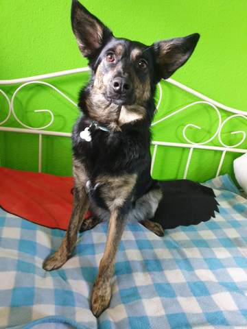 - (Rasse, Hunderasse, mischlingshund)