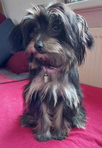 - (Rasse, Hunderasse, mischlingshund)