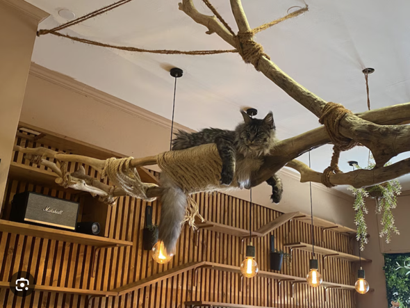 - (Katze, Hauskatze, artgerechte Haltung)