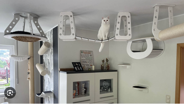 - (Katze, Hauskatze, artgerechte Haltung)