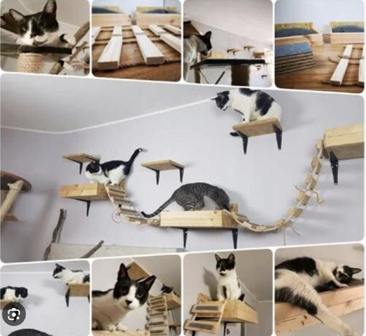 - (Katze, Hauskatze, artgerechte Haltung)