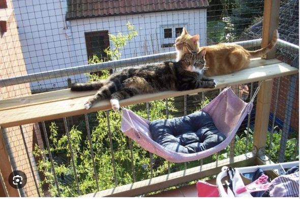 - (Katze, Hauskatze, artgerechte Haltung)