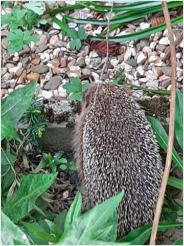- (Hund, Katze, Tierhaltung)