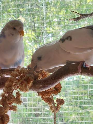 - (Vögel, Wellensittich, Nymphensittich)