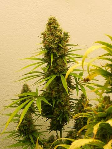 - (Cannabis, Marihuana, THC)