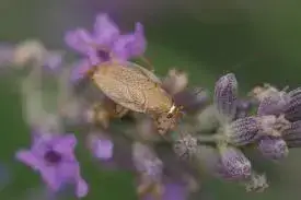 - (Insekten, Schädlinge, Schädlingsbekämpfung)