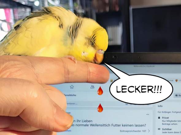 - (Haustiere, Vögel, Wellensittich)