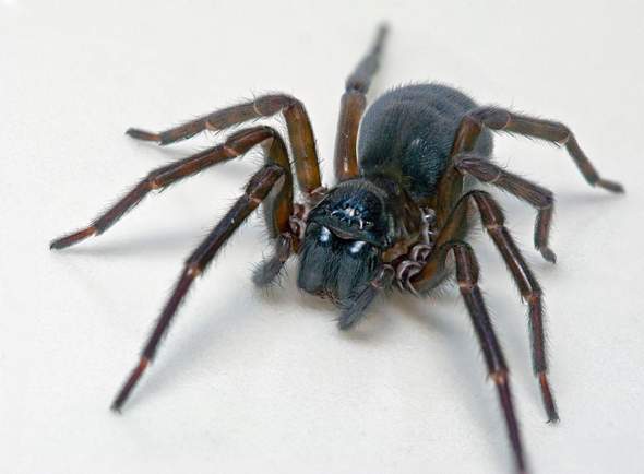 - (Spinnen, Spinnentiere, Winkelspinne)