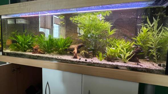 - (Wasser, Aquarium, Tierhaltung)