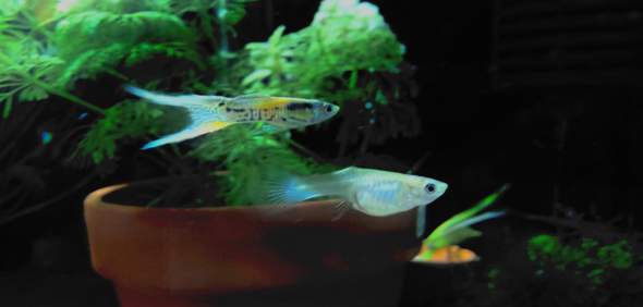 - (Wasser, Aquarium, Tierhaltung)