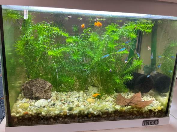 - (Wasser, Aquarium, Tierhaltung)