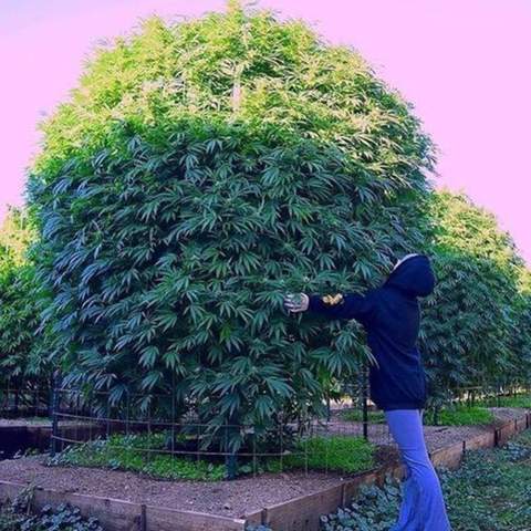 - (Cannabis, Wert)