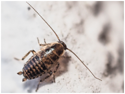 - (Insekten, Schädlinge, Ungeziefer)