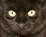 das wahr meine erste katze - (Tiere, Katzen)