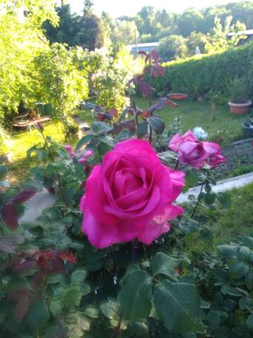 Bild zum Beitrag