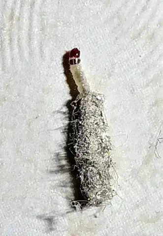 - (Insekten, Schädlinge, Ungeziefer)