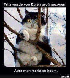 - (Katze, lustig, Katzenjunges)