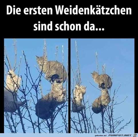 - (Katze, lustig, Katzenjunges)