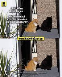 - (Katze, lustig, Katzenjunges)
