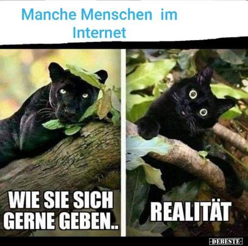 - (Katze, lustig, Katzenjunges)