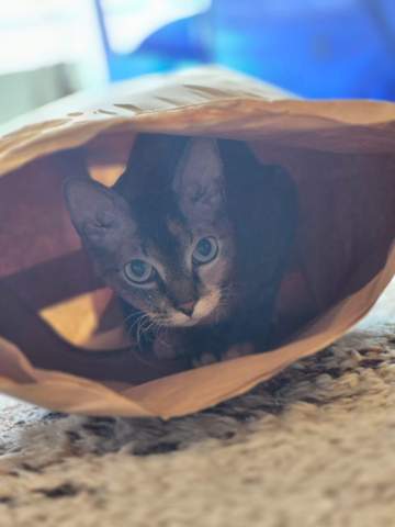 - (Katze, Foto, Fotografie)