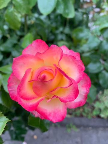 Bild zum Beitrag