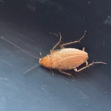- (Insektenbestimmung, Schaben)