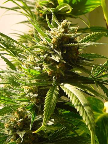 - (Cannabis, Gras, Pflanzenpflege)