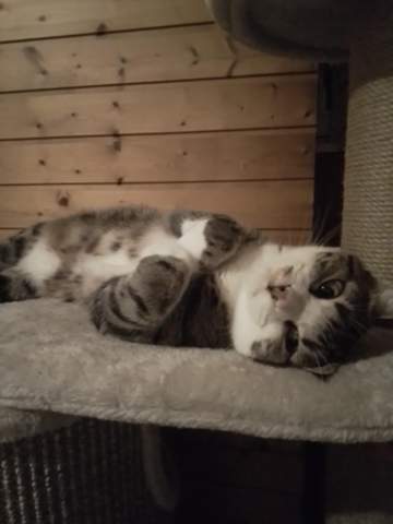 - (Katze, Foto, Katzenjunges)