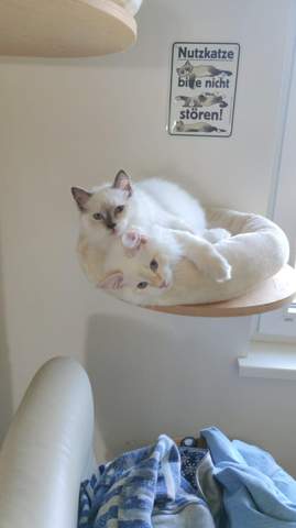- (Katze, Foto, Katzenjunges)