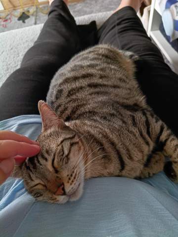 - (Katze, Foto, Katzenjunges)