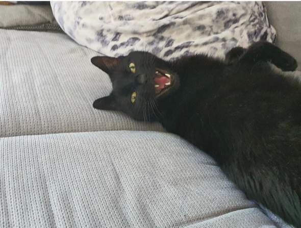 - (Katze, Foto, Katzenjunges)