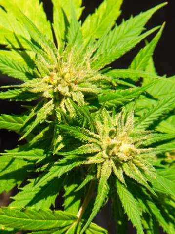 - (Cannabis, Licht, Pflanzenpflege)