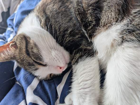 - (Hund, Katze, Kaninchen)