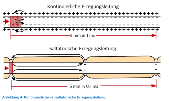 was-ist-kontinuierliche-und-saltatorische-erregungsleitung-biologie