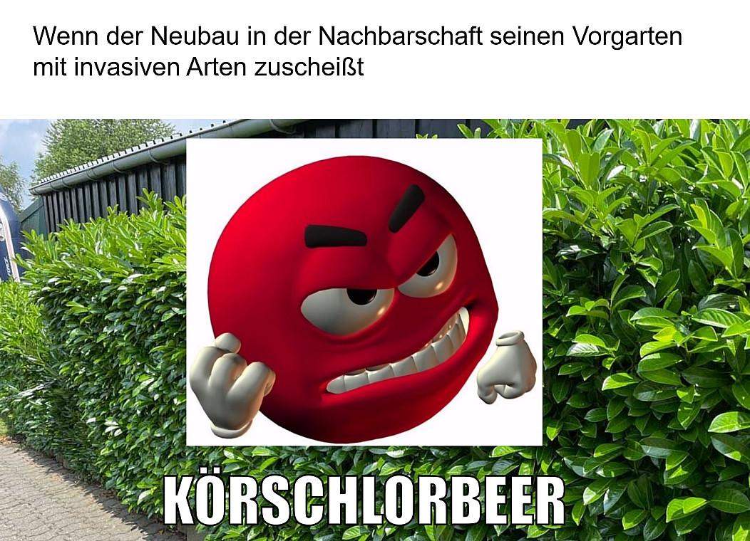Ich verstehe nicht was mit „Törken“ gemeint ist? (Wort, Wortbedeutung)