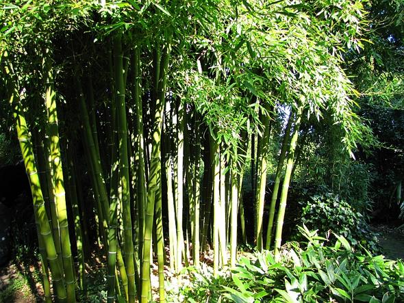 parvifolia - (Garten, Bambus)