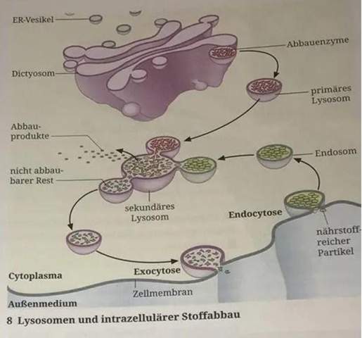 Wie entstehen Lysosomen aus der Fusion mit frühen oder späten Endosomen ...
