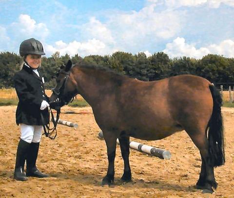 - (Tiere, Pferde, Reiten)