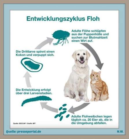 Bild zum Beitrag