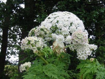 Bärenklau Bärenklau