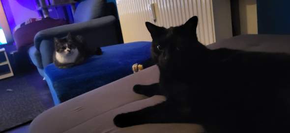 Bild zum Beitrag