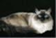 meine Ragdoll - (Tiere, Haustiere, Katzen)