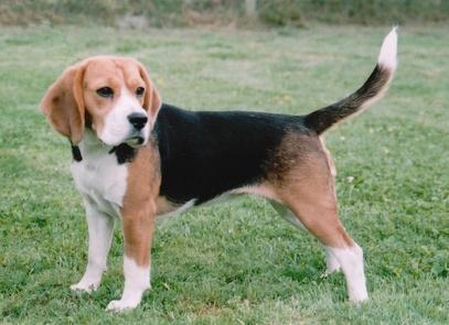 Beagle - (Hund, Hunderasse)