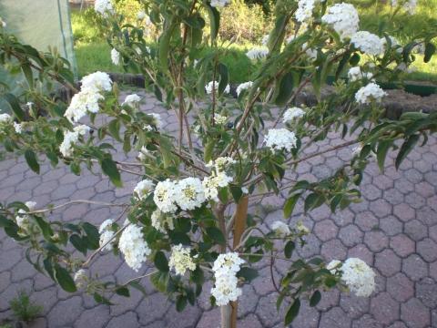 - (Garten, Pflanzen, Blumen)