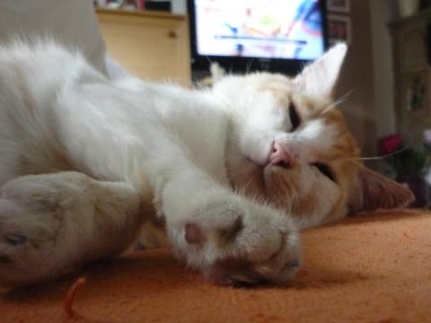 mein Schnurrsack - (Urlaub, Katze, Alleinlassen)
